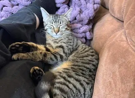 Mini Mia, photo 3