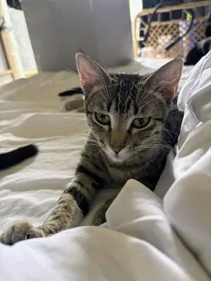 Mini Mia, photo 4