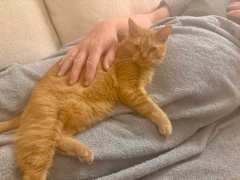 Hermione, a female kitten up for adoption