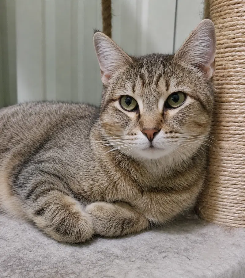 Till, an adult male cat up for adoption