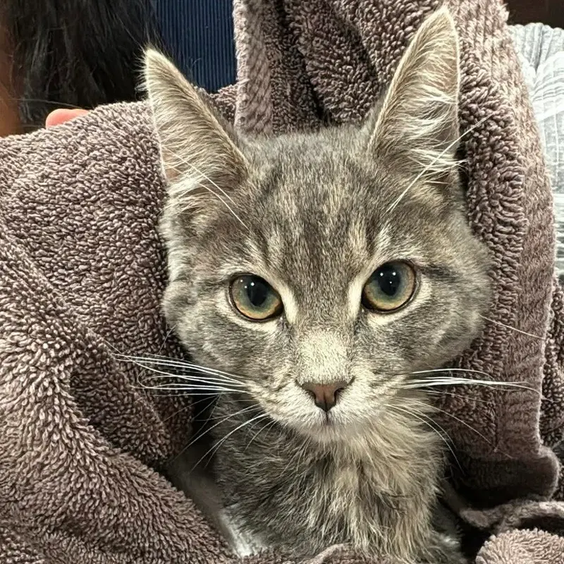 Scooter, a young male cat up for adoption