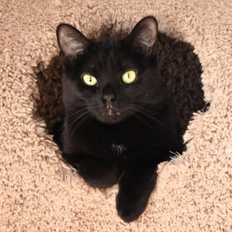 Violet, a young female cat up for adoption