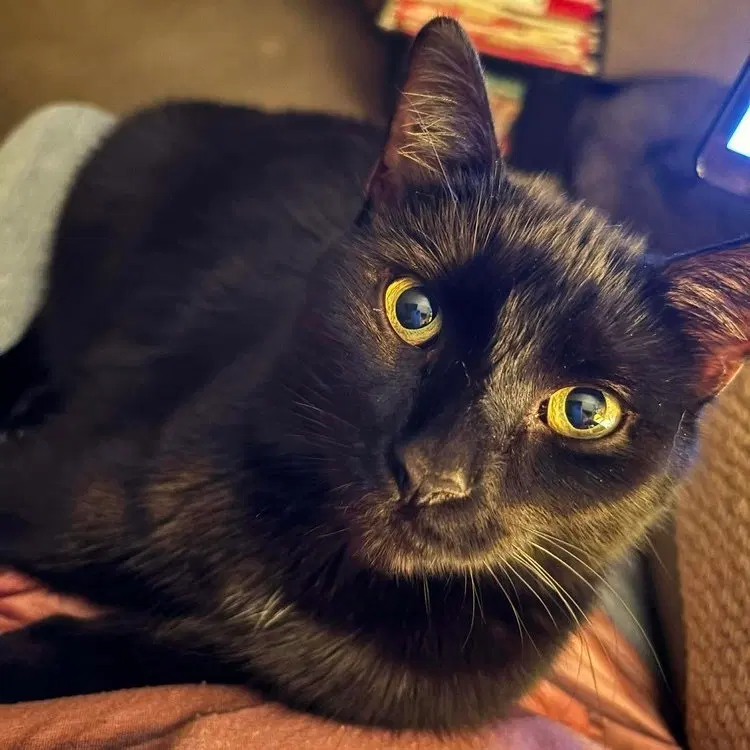 Rose, an adult female cat up for adoption