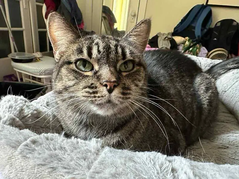 Gardi, a senior female cat up for adoption