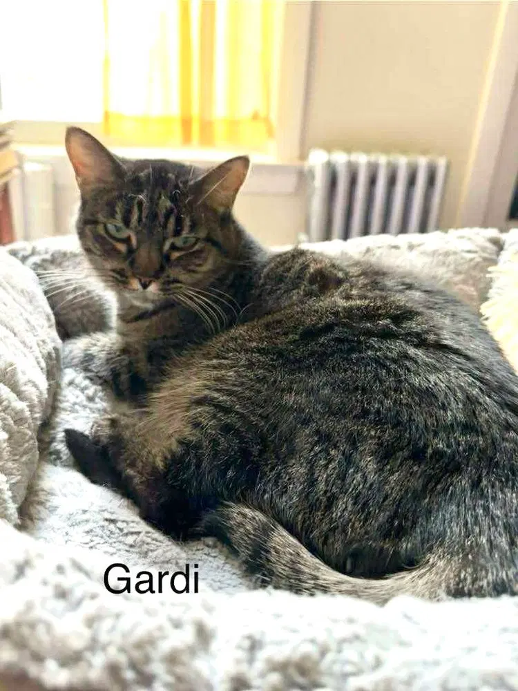 Gardi, photo 2