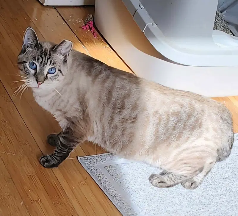 Flower, a young female Siamese cat up for adoption