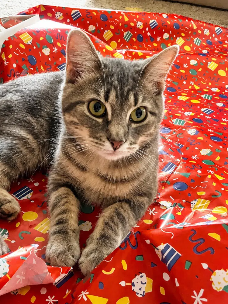Muffin, a young female cat up for adoption