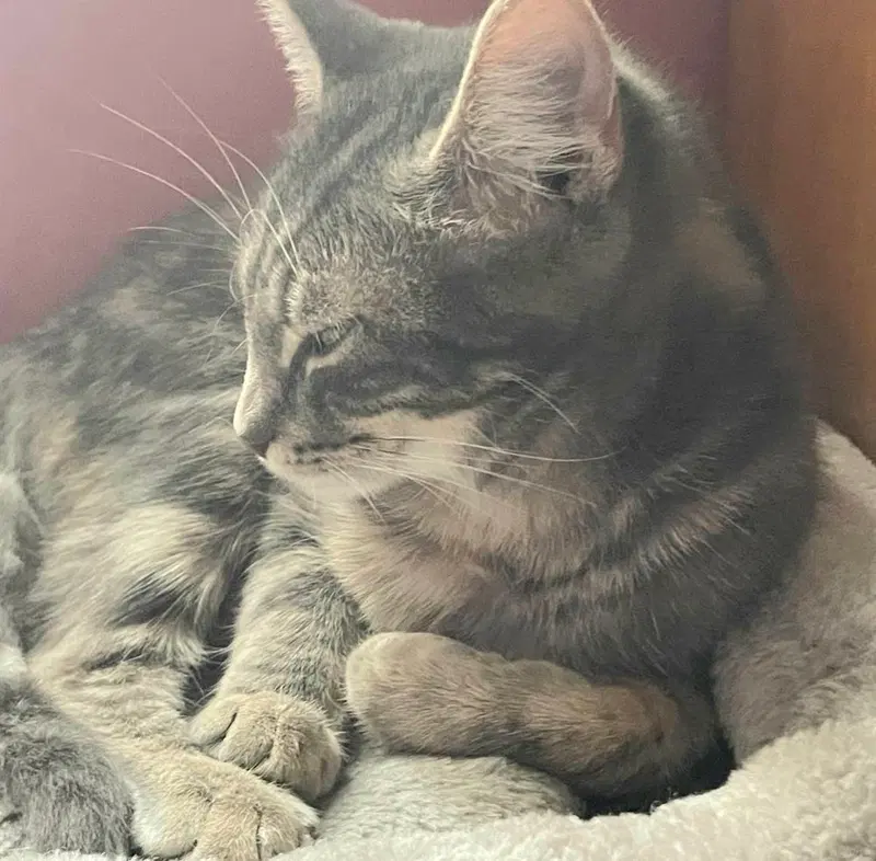 Muffin, photo 2