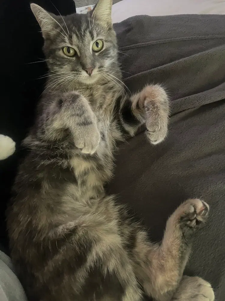 Muffin, photo 3