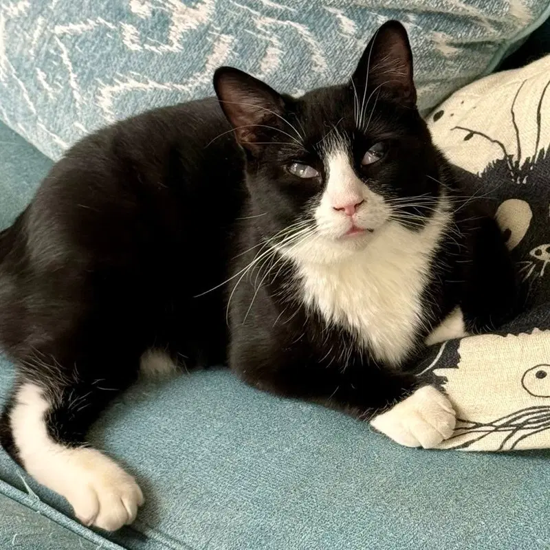 King Tuxy, a young male cat up for adoption