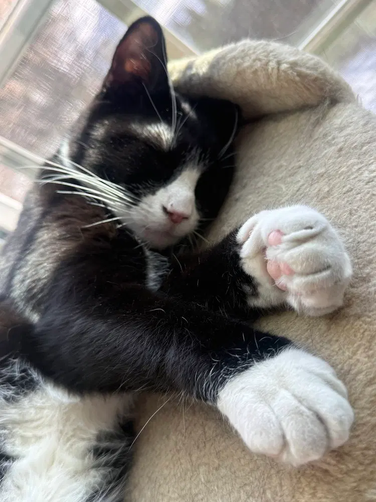 King Tuxy, photo 3