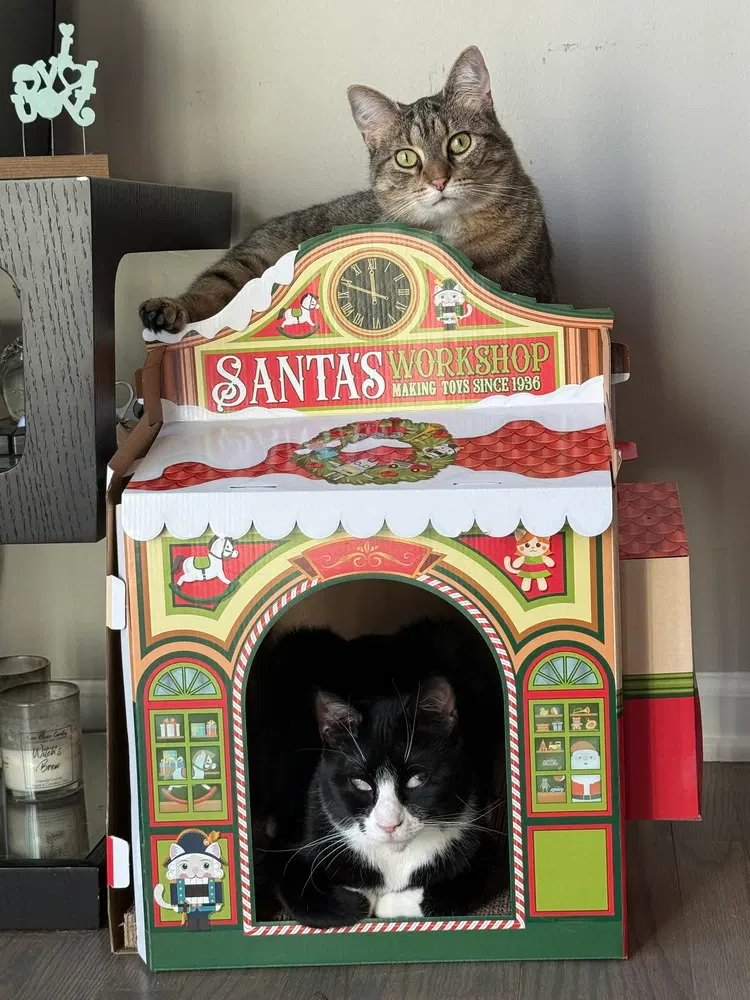 King Tuxy, photo 4