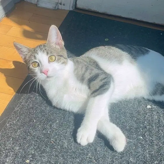 Layla, a young female cat up for adoption
