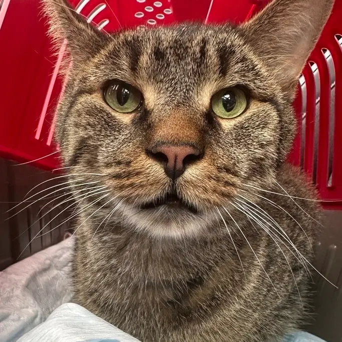 Teddy Bear, an adult male cat up for adoption