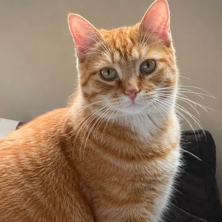 Maverick, a male kitten up for adoption