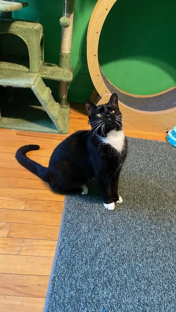 Druzy, a young male cat up for adoption