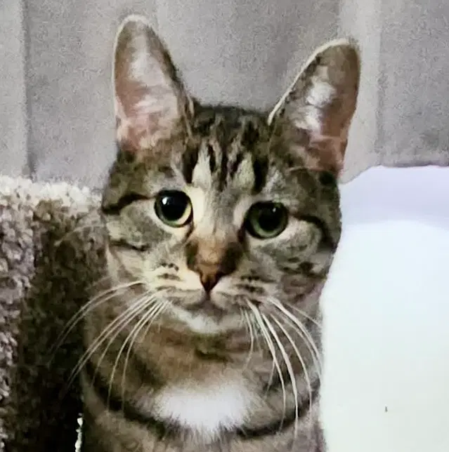 Scooter, a young female cat up for adoption