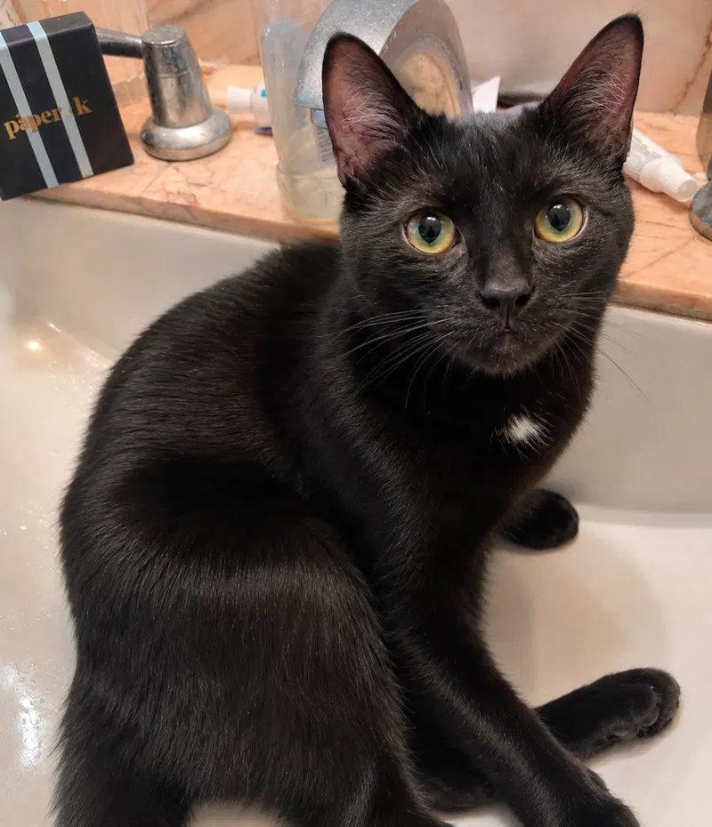 Puggie Bear, a female kitten up for adoption