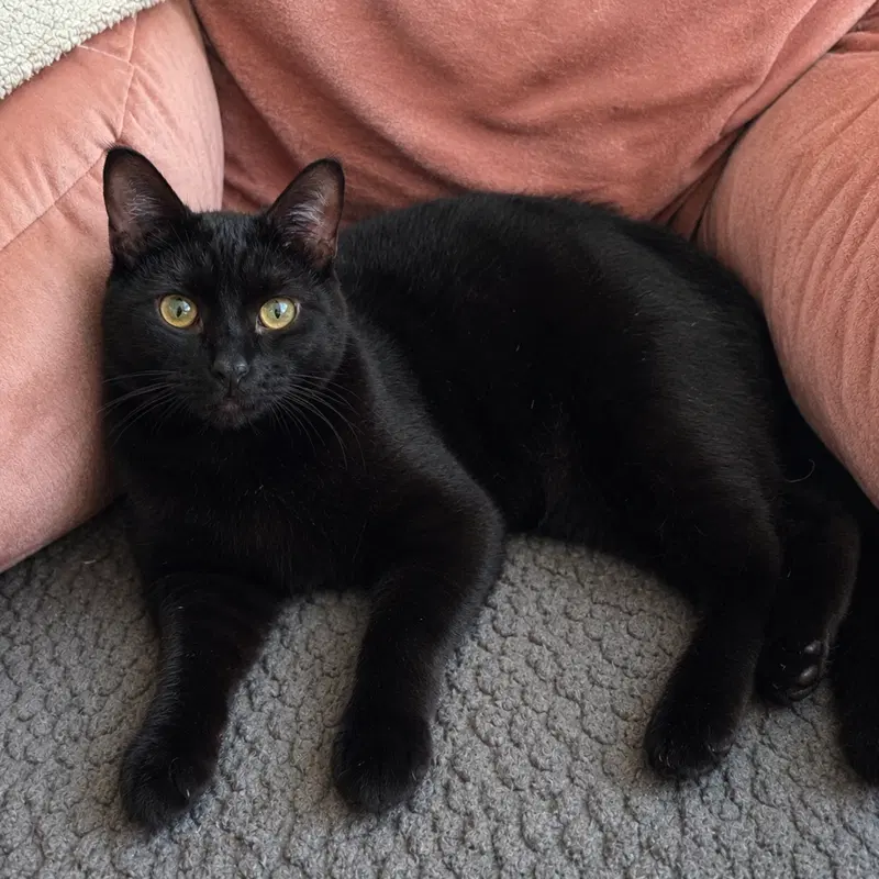 Shuri, a female kitten up for adoption