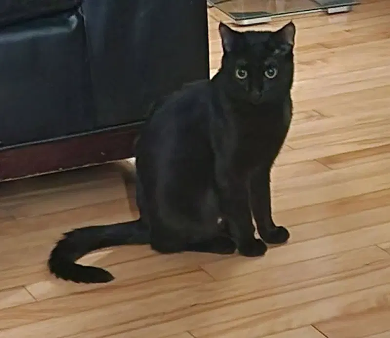 Shuri, photo 3