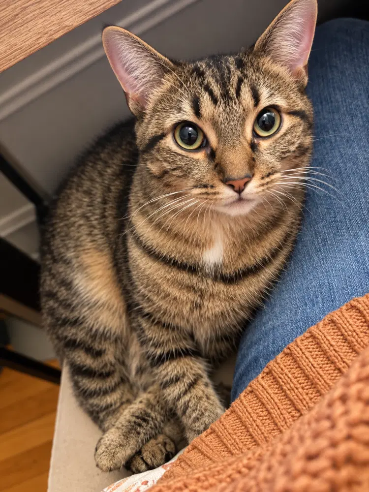 Fairytale, a female kitten up for adoption