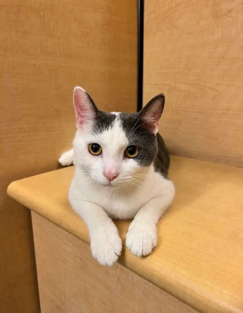 Kabochu, a male kitten up for adoption