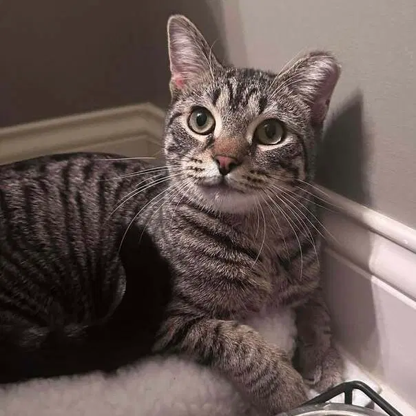 Liam, a young male cat up for adoption