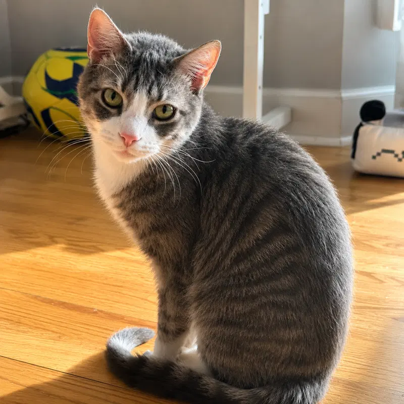 Tino T, an adult male cat up for adoption