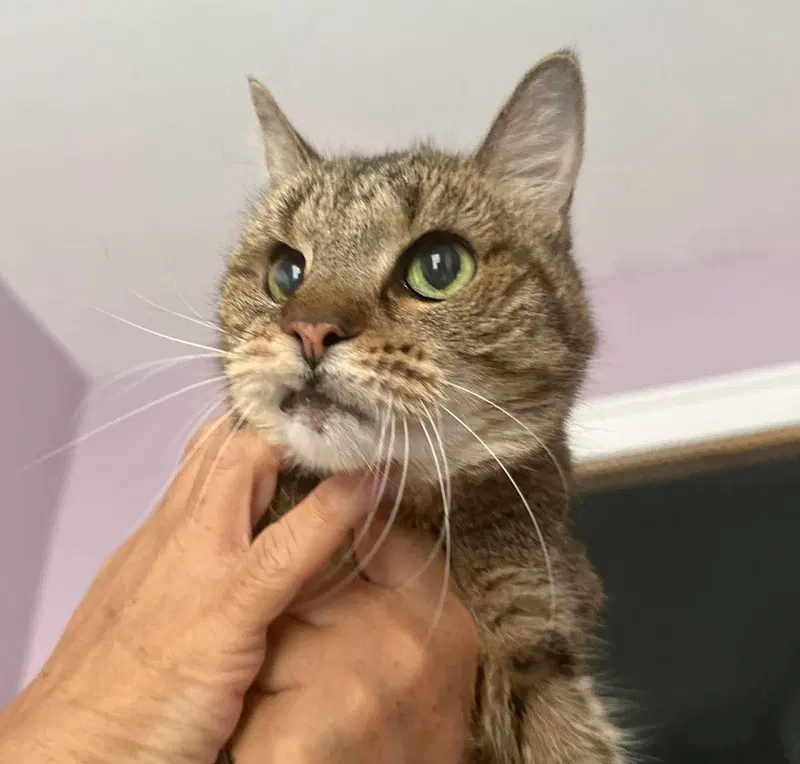Joella, a senior female cat up for adoption