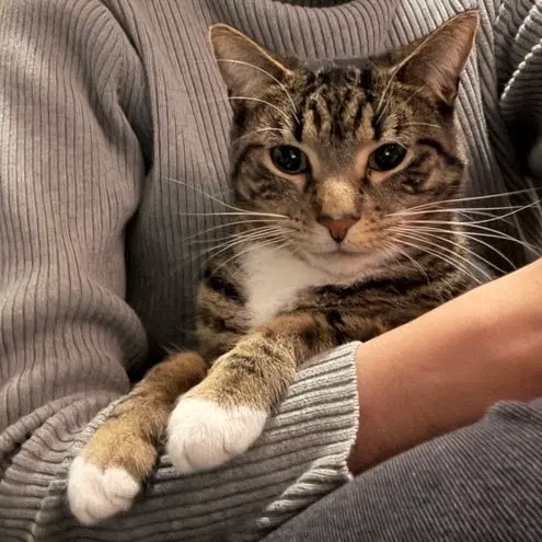 Davonte, an adult male cat up for adoption