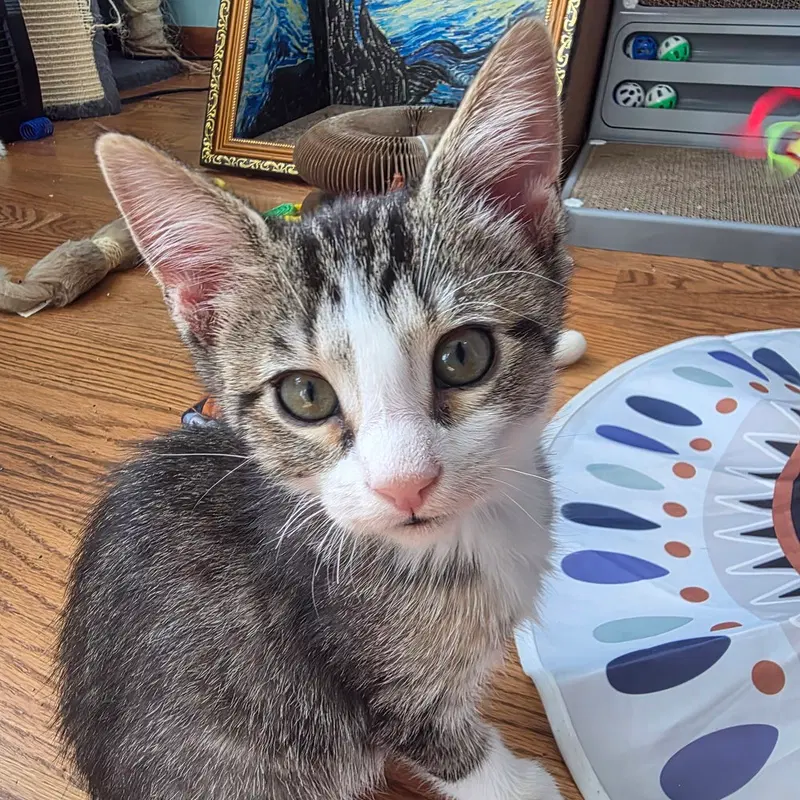 Dewey, a male kitten up for adoption