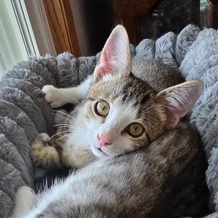 Dart, a male kitten up for adoption