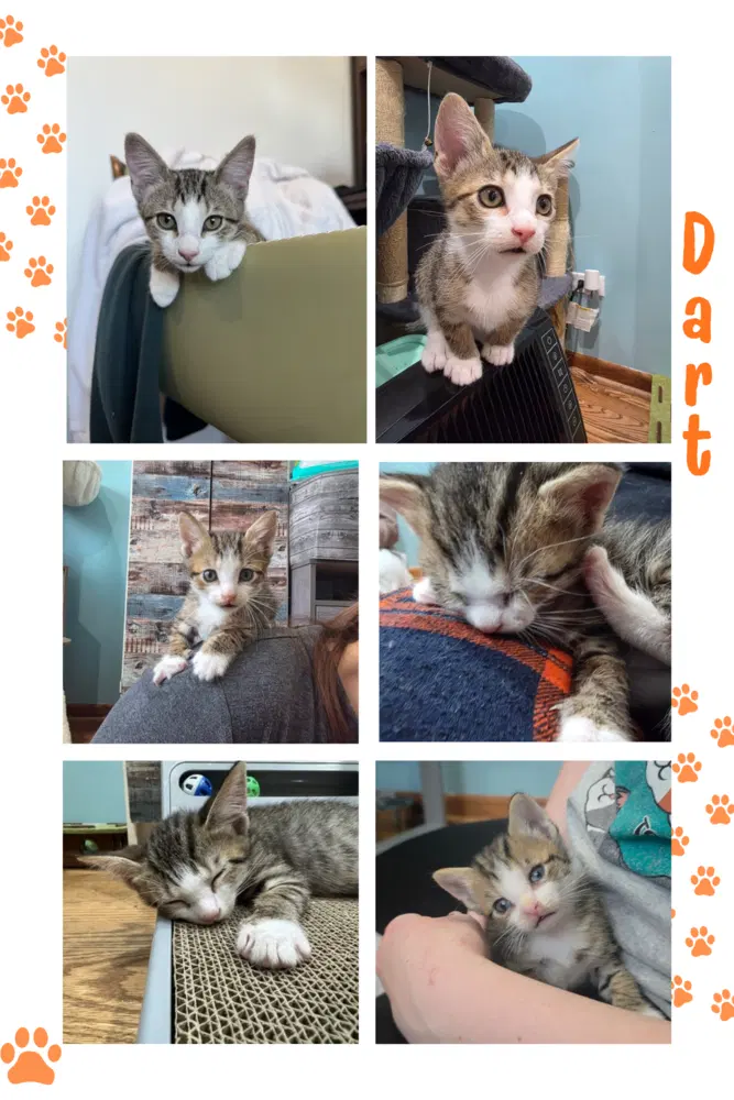 Dart, photo 3