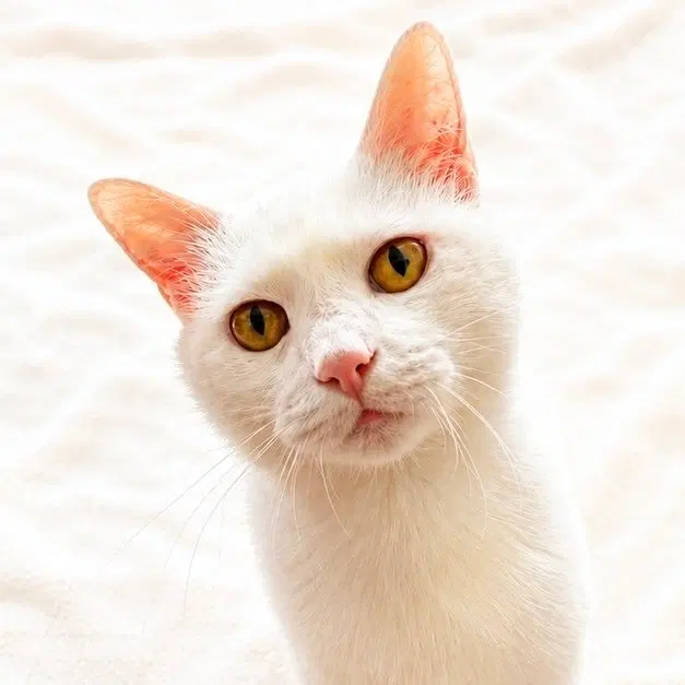 Ellie, a senior female cat up for adoption