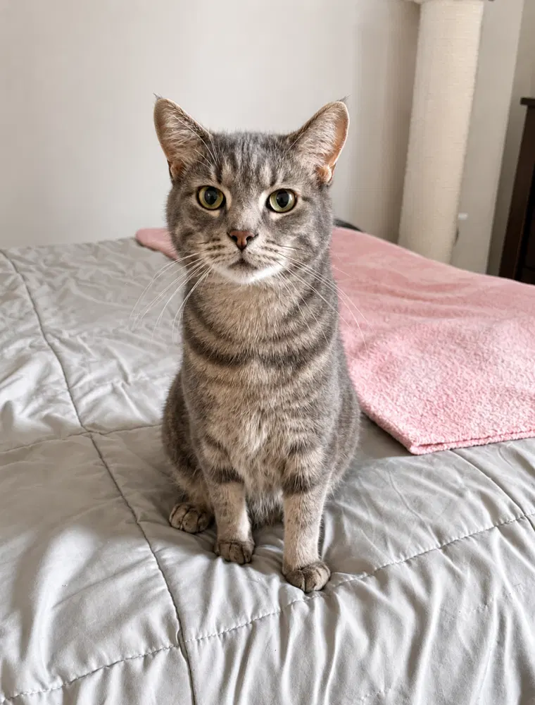 Finn, an adult male cat up for adoption
