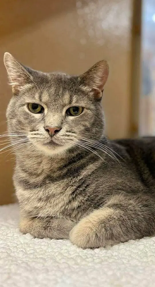 Finn, photo 2