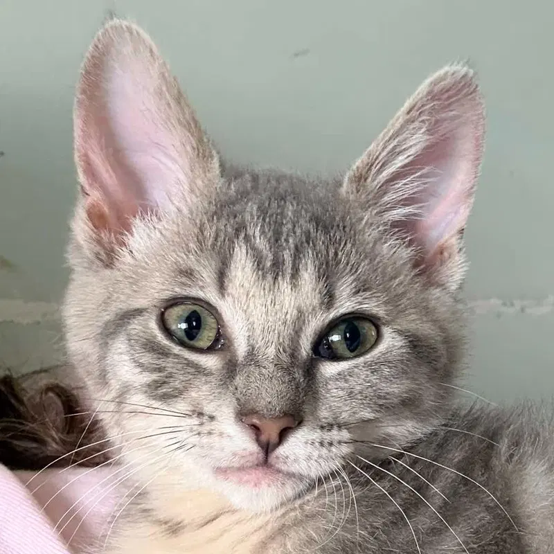 Caroline, a female kitten up for adoption
