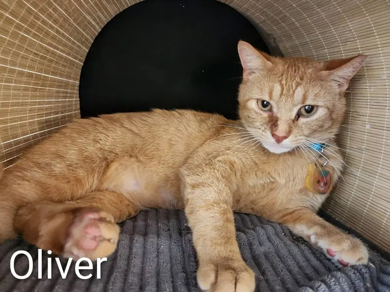 Oliver, photo 2