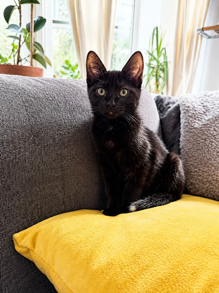 Sol, a female kitten up for adoption