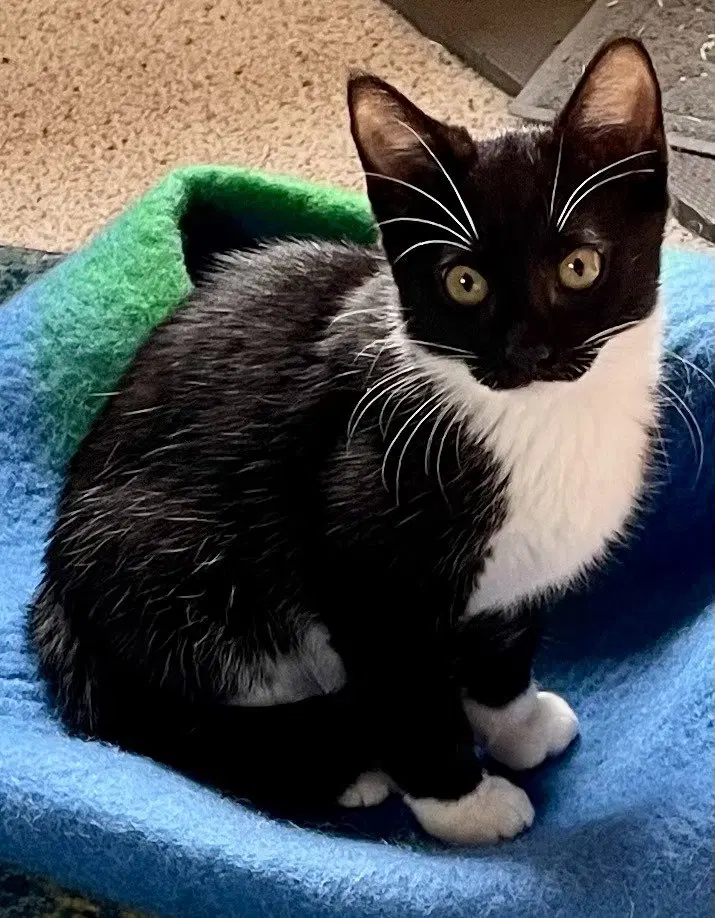 Arthur, a male kitten up for adoption