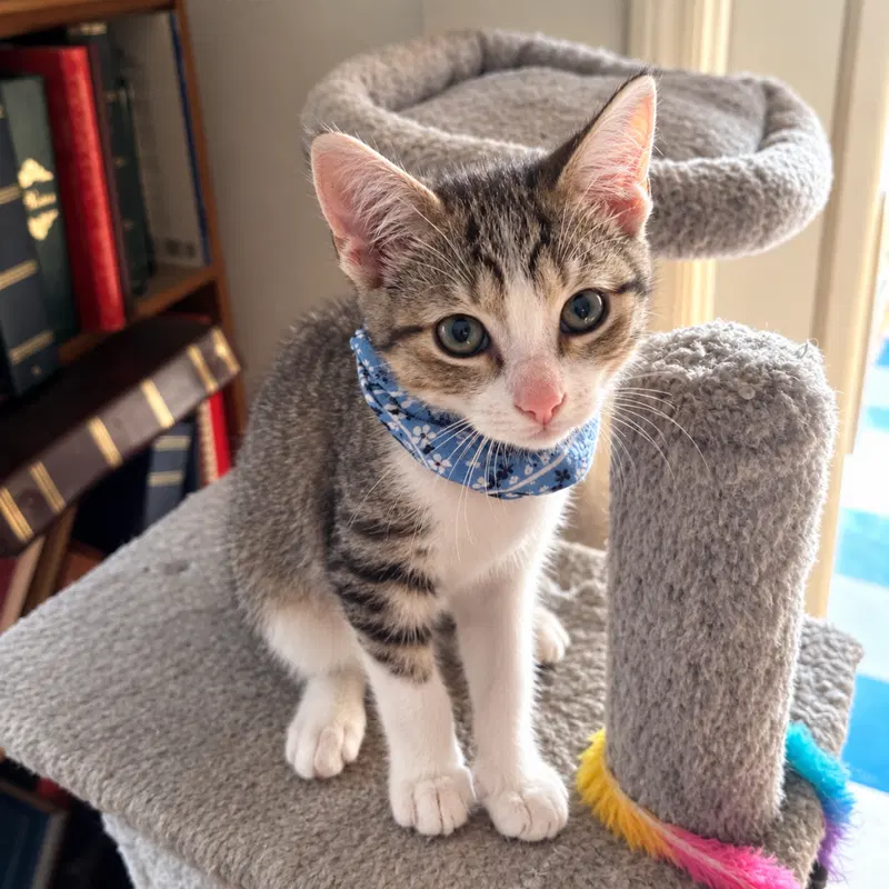 Michael, a male kitten up for adoption