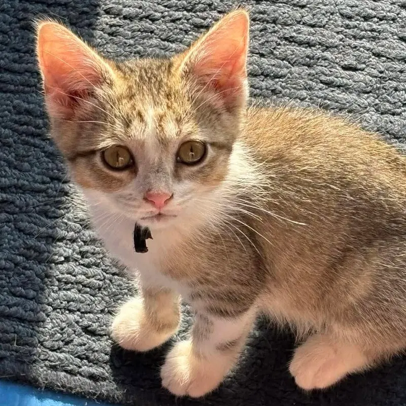 Sheena, a female kitten up for adoption