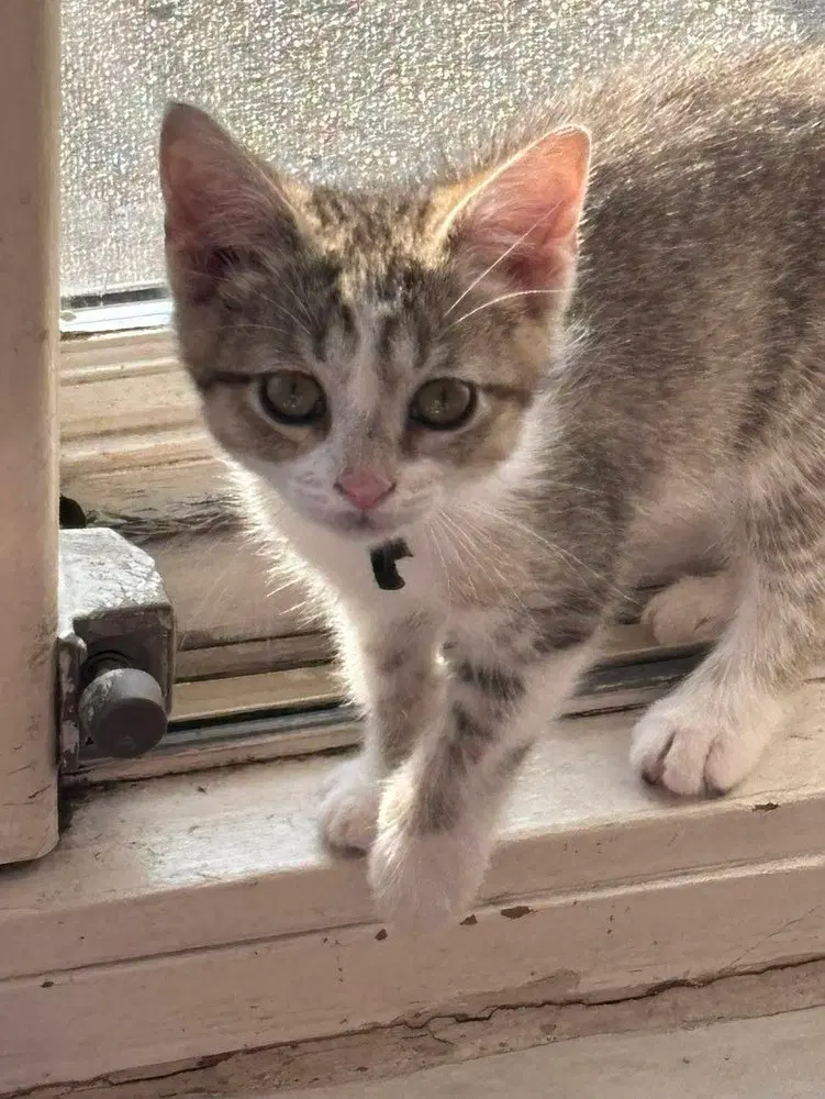 Sheena, photo 3