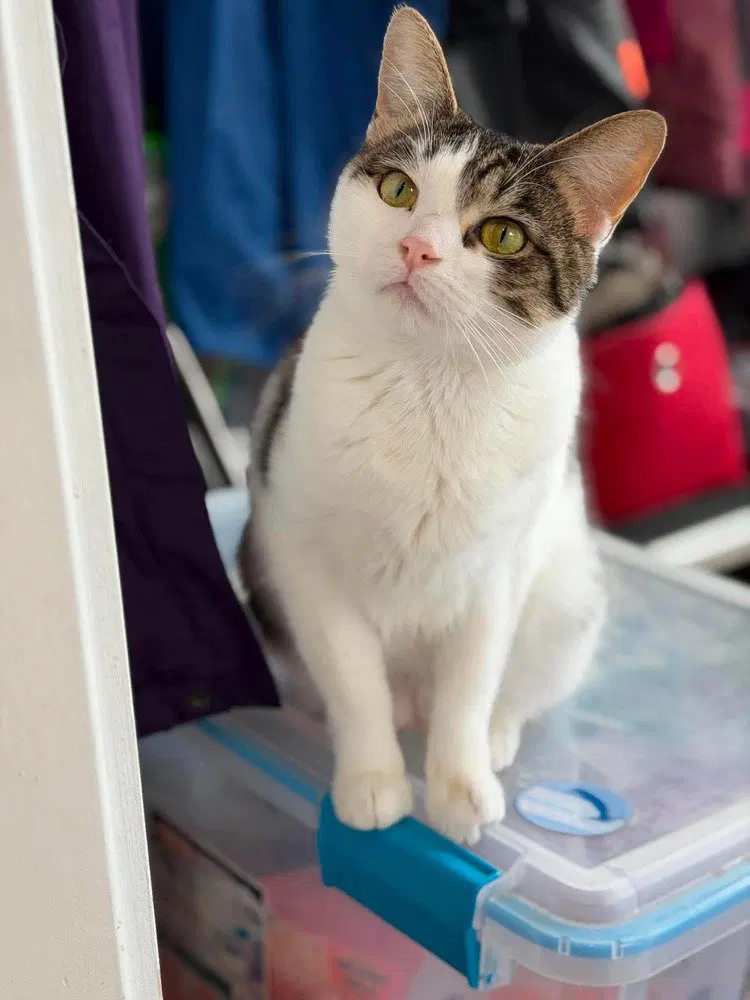 Sugar, an adult female cat up for adoption