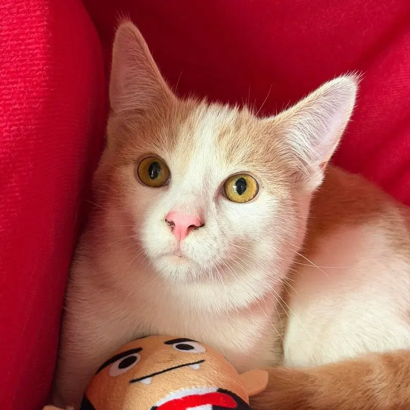 Leo, a male kitten up for adoption
