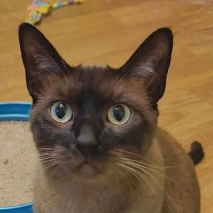 Ms Kitty, a young female Burmese cat up for adoption