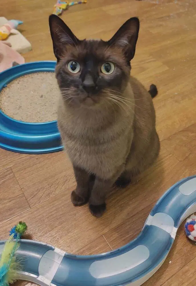 Ms Kitty, photo 2