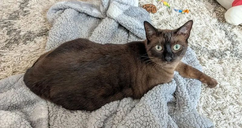 Ms Kitty, photo 3