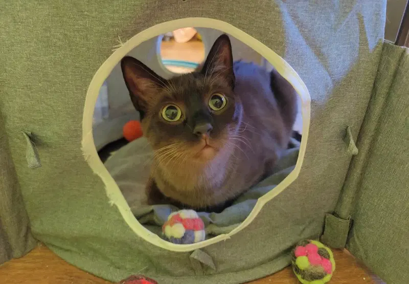 Ms Kitty, photo 4
