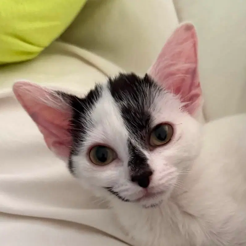 Ginger, a female kitten up for adoption